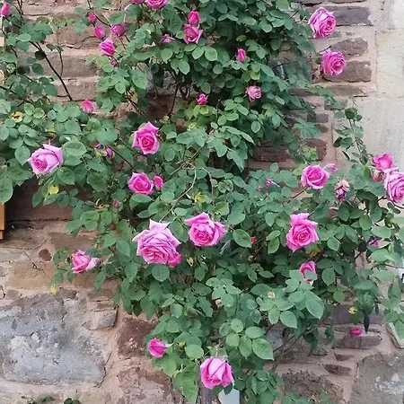 De Mazies Aveyron Broquies
