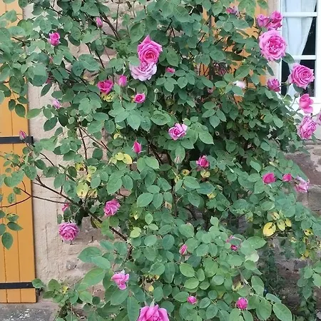 De Mazies Aveyron * Broquies