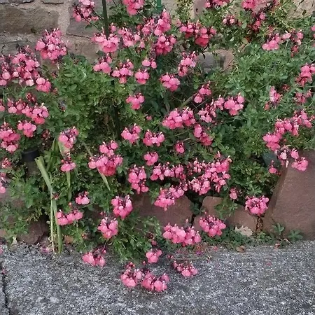 De Mazies Aveyron