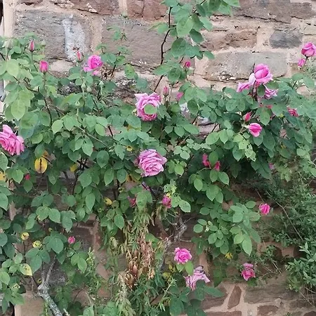 Lägenhet De Mazies Aveyron